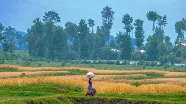 Dutch court sentences Rwandan man to life for genocide participation