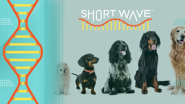 Researchers study dog health to improve lifespan and human well-being