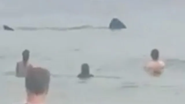Basking shark spotted near beachgoers in Keem Bay, Ireland