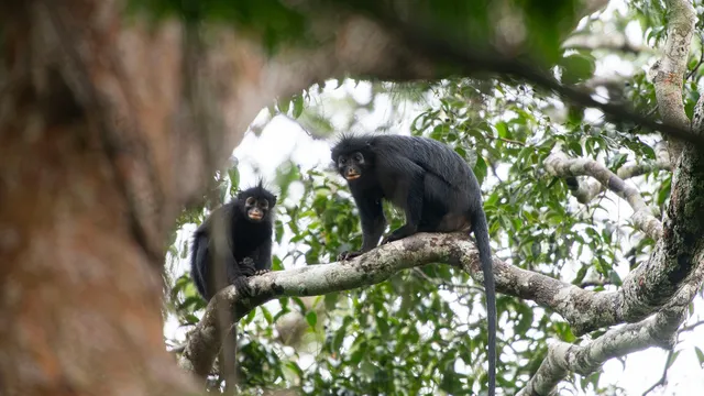 Scientists discover new monkey species in Congo rainforest