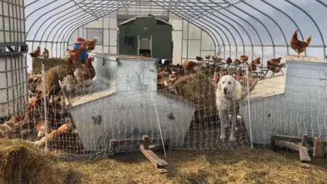 Bird flu outbreak threatens wildlife in Massachusetts