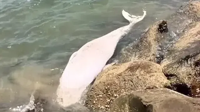 Juvenile Bryde's whale dies after rescue efforts fail near Kota Kinabalu