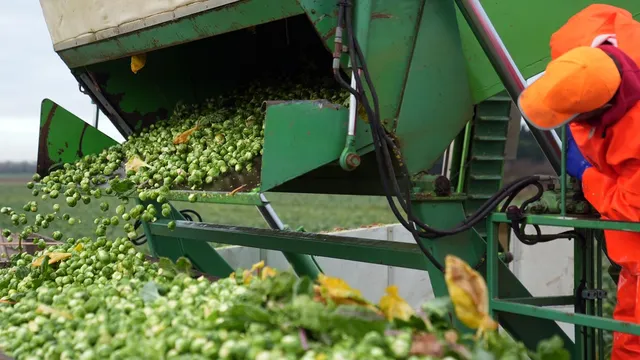 Tesco plans to sell 1.5 million kg of Brussels sprouts this Christmas