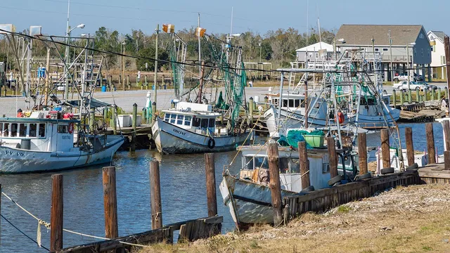 U.S. shrimp industry faces crisis as tariffs bring hopes for revival