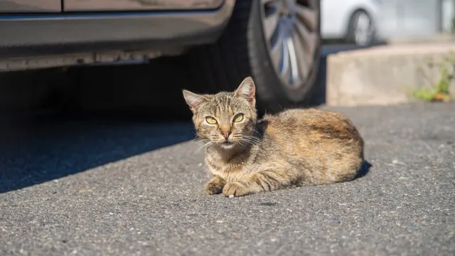 Dog causes panic after getting super glue stuck on her mouth