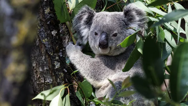 Scientists freeze koala reproductive cells to save the species from extinction