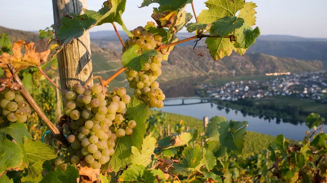 Bankruptcy looms for German winemakers as demand dwindles