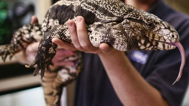 Georgia residents urged to kill invasive tegu lizards threatening wildlife