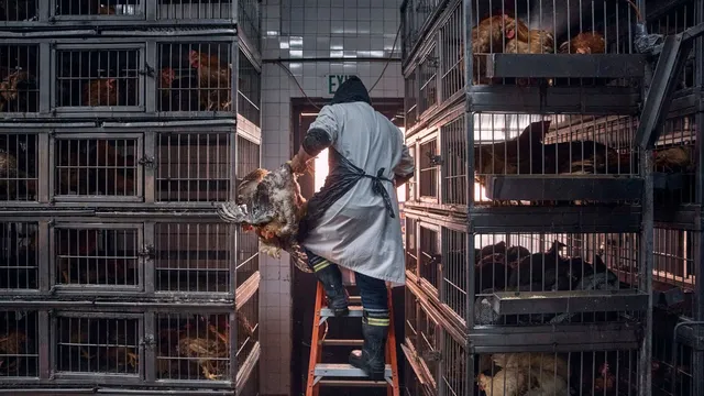 USDA mistakenly fires staff essential to fighting bird flu