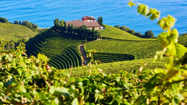 Spanish winemakers struggle as UK alcohol tariffs impact exports