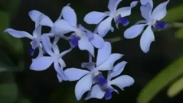 Rare orchid blooms again in northern Thailand's forests
