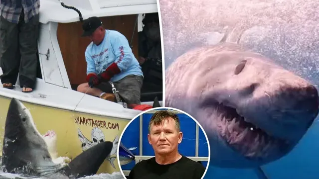 Surge in great white shark sightings raises concerns for beachgoers