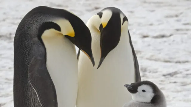 Emperor penguin population drastically declines due to climate change
