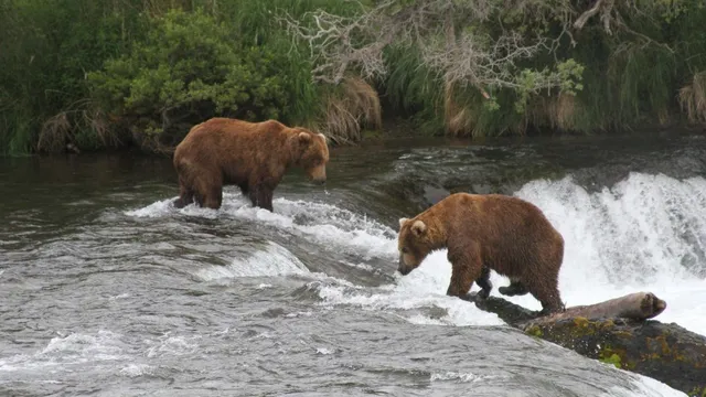 Judge backs Alaska's bear shooting program to save caribou herd