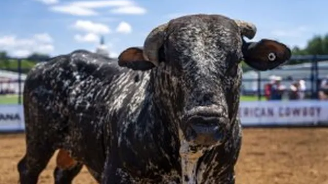 Trump opens beef imports to slash prices before midterms