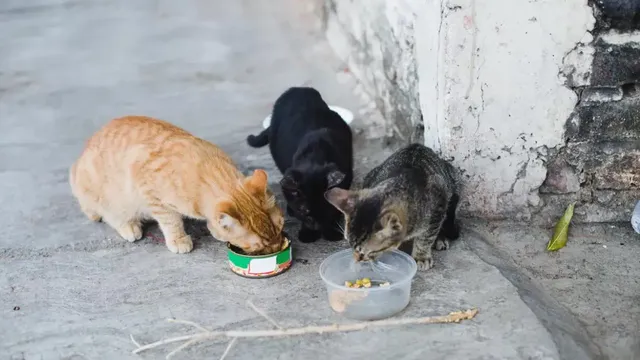Belgium boosts animal welfare officials in 300 towns with GAIA support