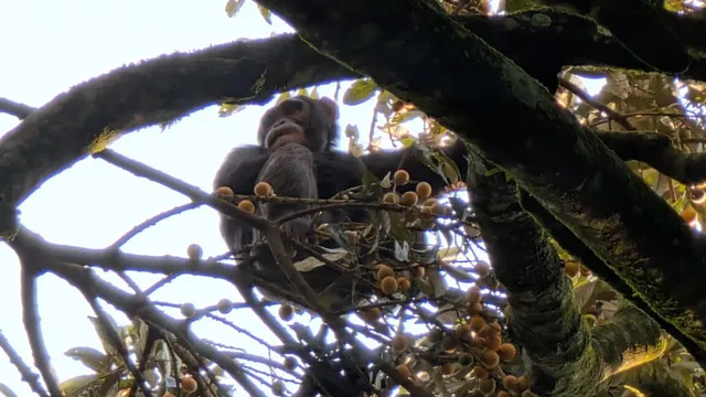 Graduate students brave chimp urine collection in Africa