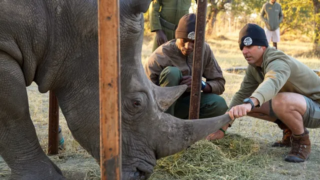 Zoo experts save rhino's sight in improbable conservation effort