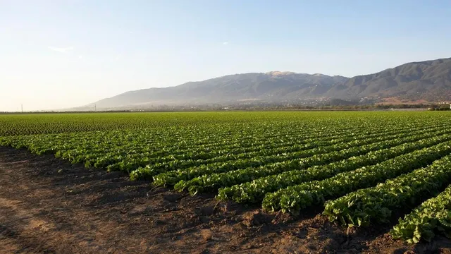 California lettuce industry elevates safety standards amid FDA challenges