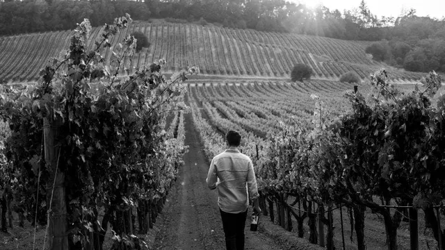 Sonoma wine revolutionized by Jesse Katz's perfect scores