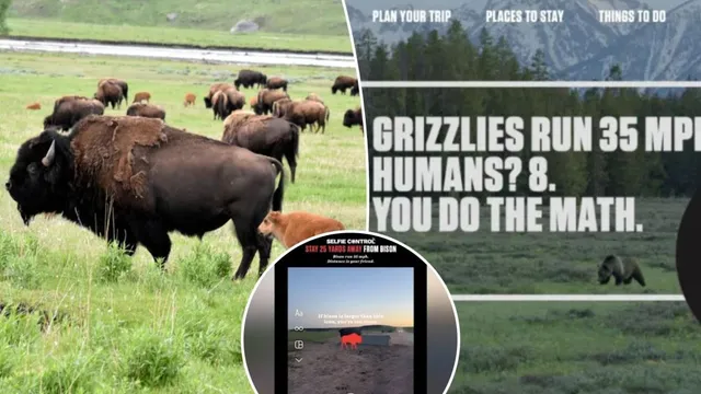 Jackson, Wyoming, Implements Innovative 'Selfie Control' to Protect Wildlife and Tourists