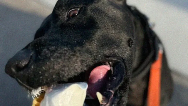 Minnesota Governor Tim Walz's Journey to Adopting a Rescue Dog