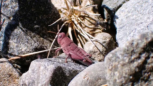 Rare pink grasshopper discovered in New Zealand