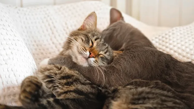 Cat gains confidence after new kitten arrives