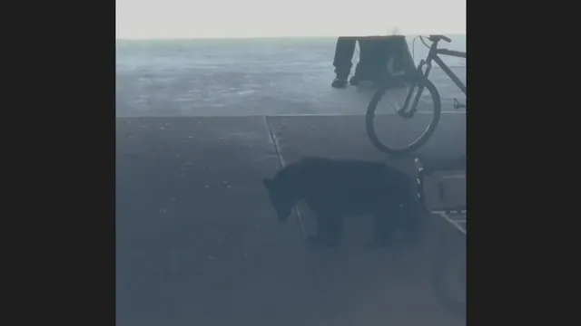 Bear surprises students during move-in day at Colorado State University