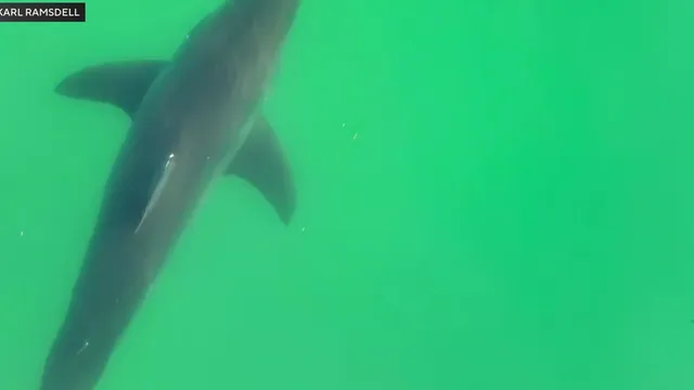 Sharks swarm popular Maine beach, raising safety concerns