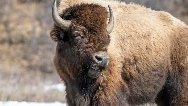 Visitor gored by bison after approaching too closely in Yellowstone