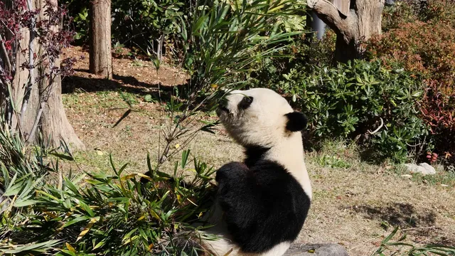 Japan loses its last pandas amid geopolitical tensions with China