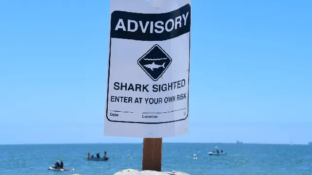 Shark sightings surge as great whites migrate north along the East Coast