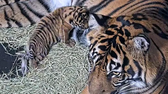 Sumatran tiger cub born at San Diego Zoo Safari Park