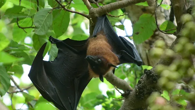 New deadly bat virus found in Bangladesh raises health alarm