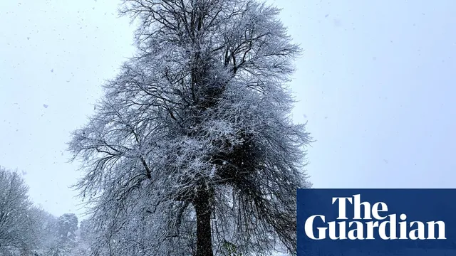 Fieldfares invade Brogyntyn Park following snowy arrival