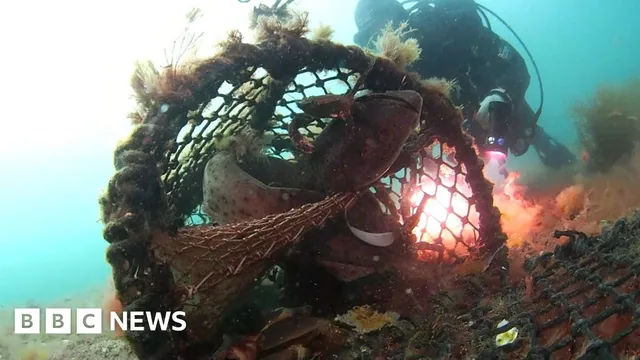 Divers free two sharks from lost crab pot in Cornwall