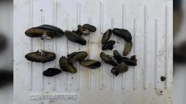 Invasive golden mussels invade four California counties