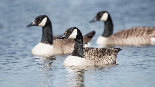 Over 1,100 geese die in New Jersey as bird flu suspicion rises