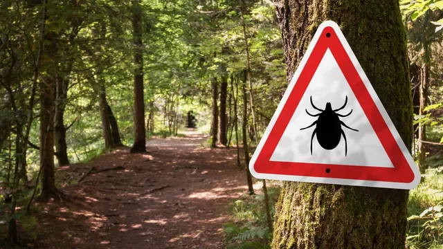 Tick bites pose increasing risk of multiple diseases in the Northeast