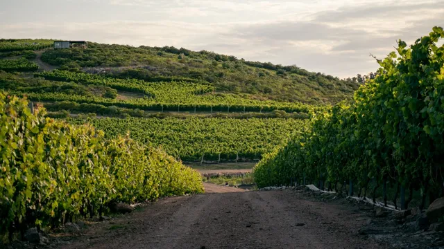 Immigrants shape Uruguay's growing wine industry with ancestral vines
