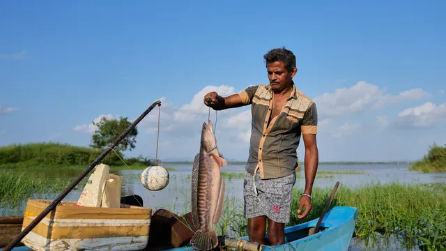 Sri Lankan village seeks to profit from invasive snakehead fish