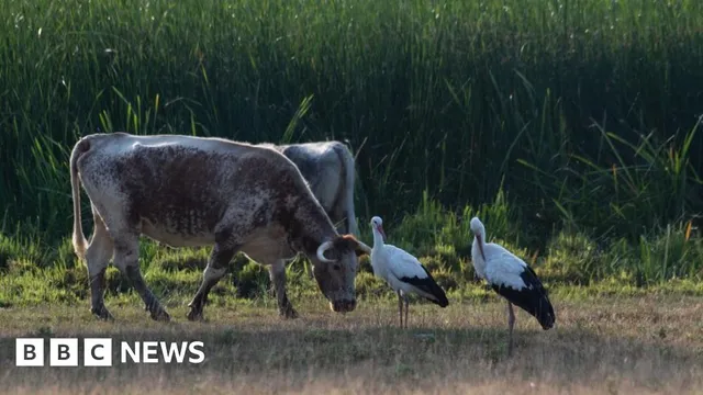 Knepp estate witnesses significant biodiversity boost after rewilding project