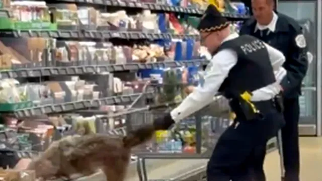 Police officer drags coyote out of Aldi fridge by the tail