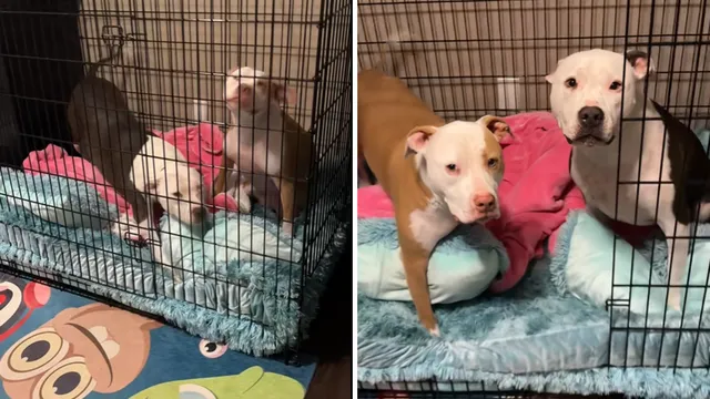 Woman feels invisible as dogs prefer dad over her