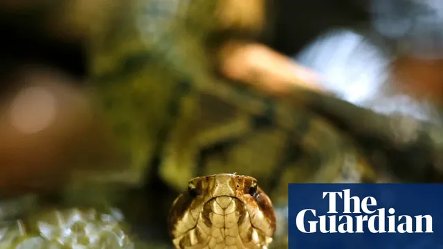 High school football player practices with venomous snake in helmet