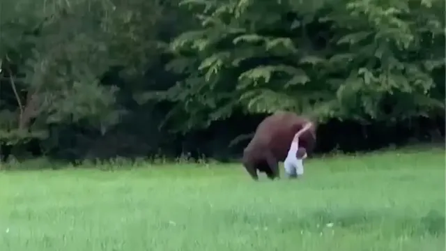 Bison attacks tourist in Poland's Białowieża Forest
