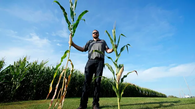 short corn emerges in the Midwest amid climate change