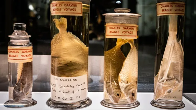 Cambridge museum curator prioritizes rare Rodrigues parakeets for preservation