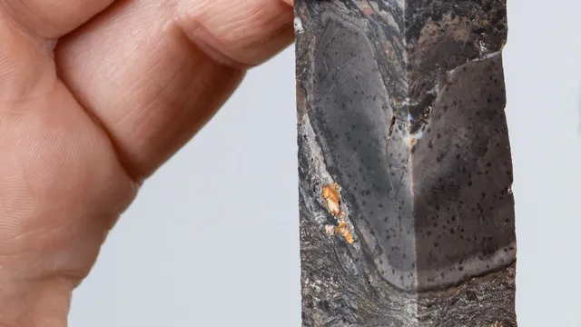 Scientists race to save the Rhodamnia zombi tree from extinction